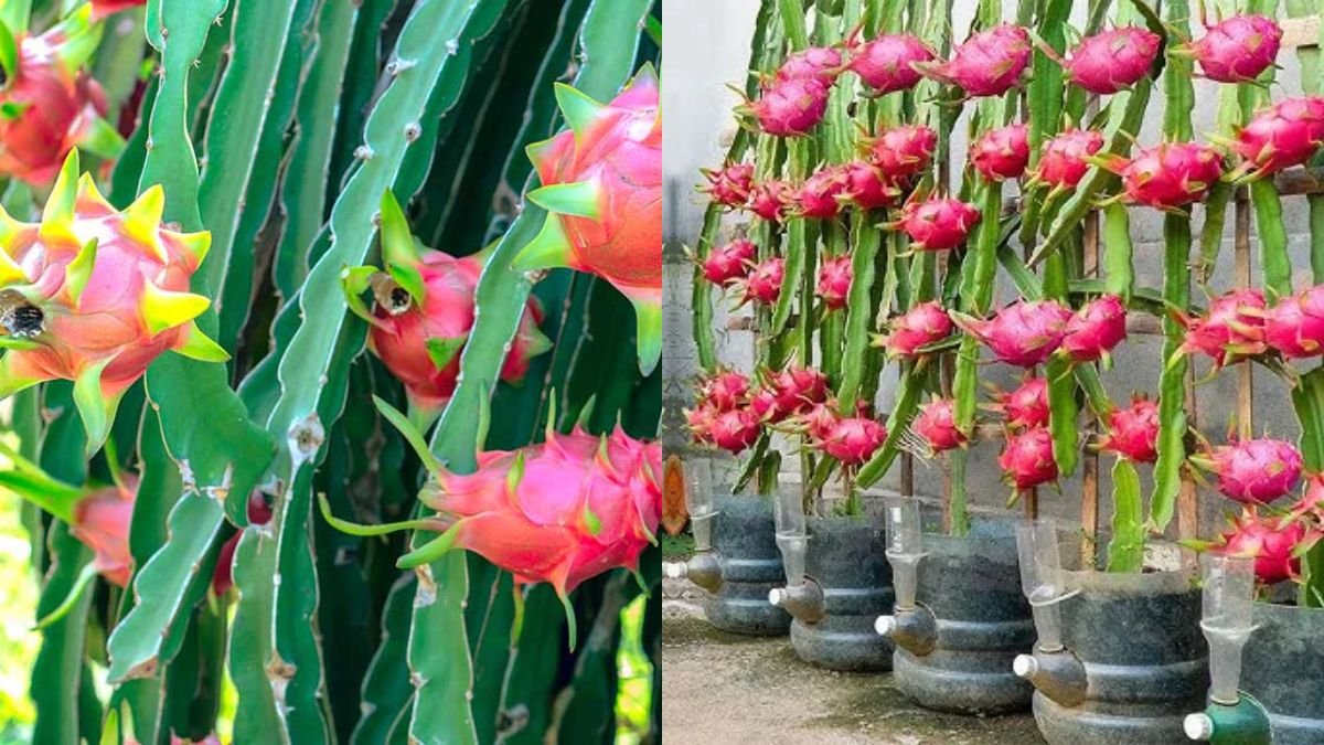 Grow Dragon Fruit at Home: Delicious, Easy, and High Yield