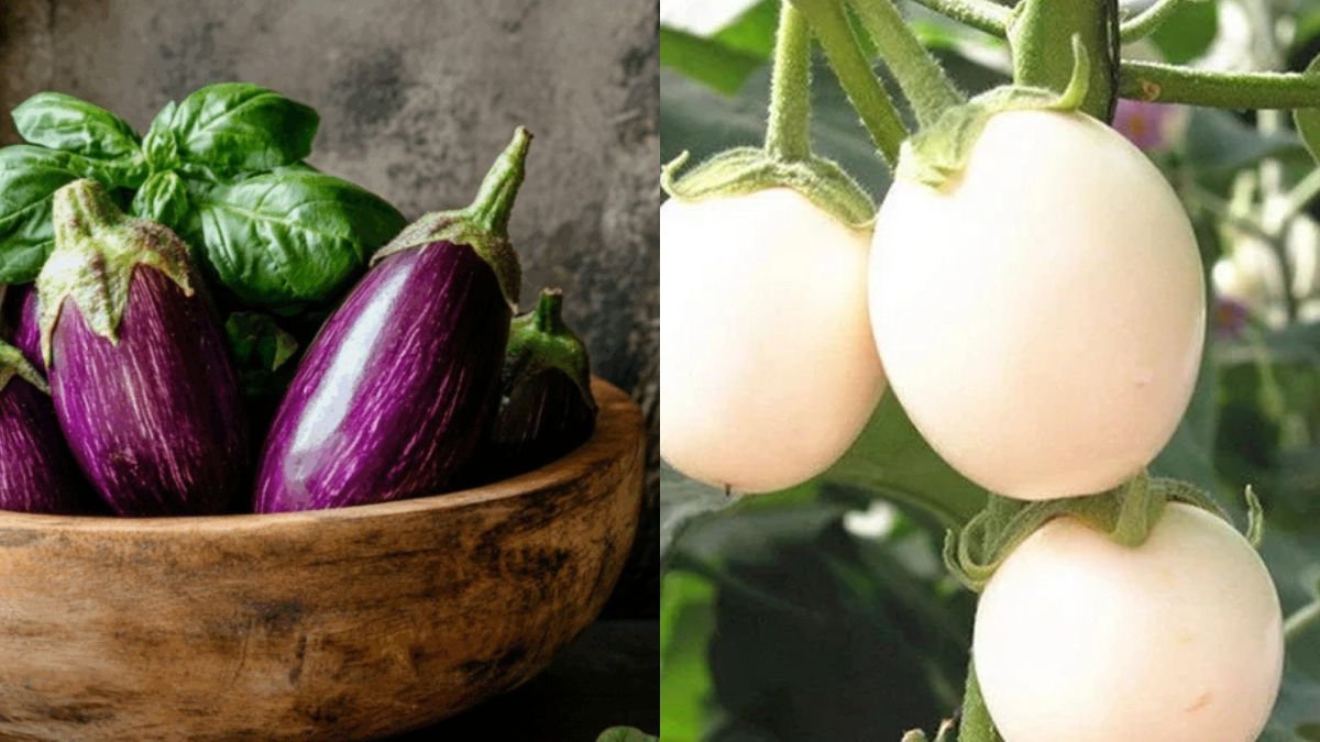 Grow the “King of Vegetables” at Home for Fast, Abundant Harvests