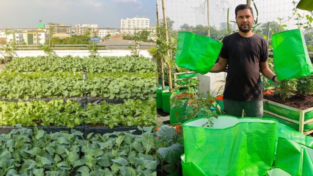 Rooftop Gardening: Growing Vegetables on the Roof Provides for the Family — Easy for Everyone