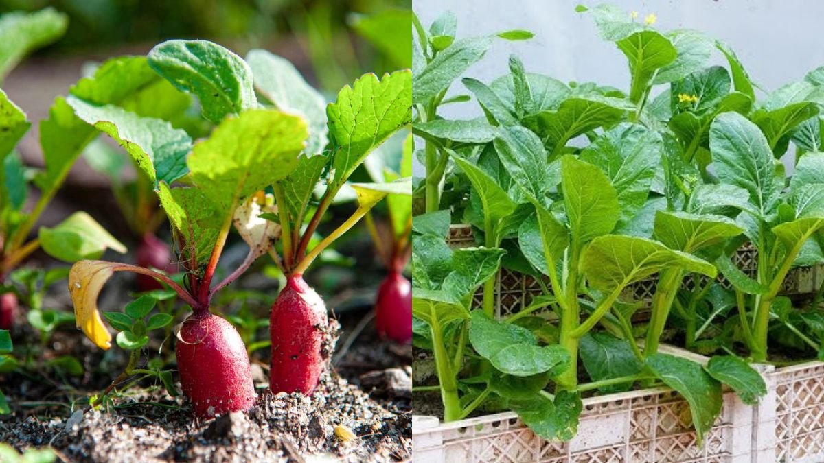 Grow Vegetables Without a Garden — Easy Family Food at Home
