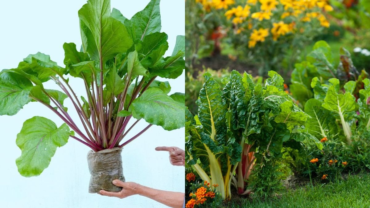 The Easiest Way to Grow Vegetables on Your Roof for High Yield
