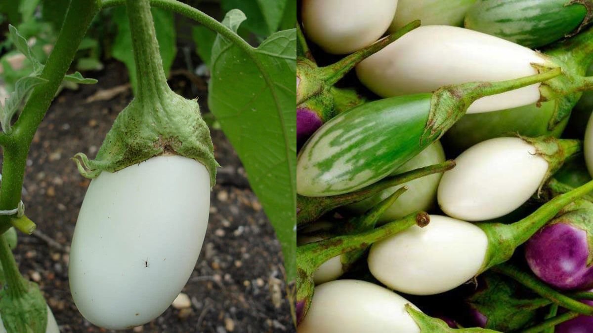 How to Grow White Eggplant for High Yield, Easy for Beginners