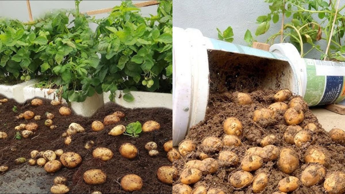 Didn’t Expect Growing Potatoes at Home Is So Simple and So Many Tubers