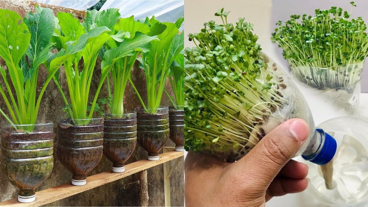 Grow Leaf Mustard in Plastic Bottles at Home — Big, Easy & Space‑Saving