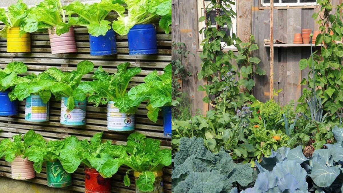 Amazing Vegetable Garden on the Wall — A Great Idea for Someone Who Doesn’t Have a Garden