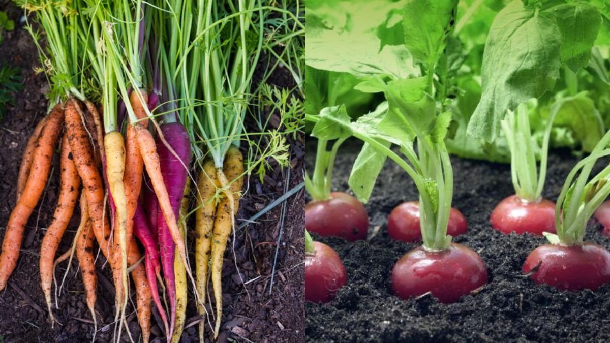 Easy & High-Yielding Way to Grow Your Wife’s Favorite Vegetable for Beginners