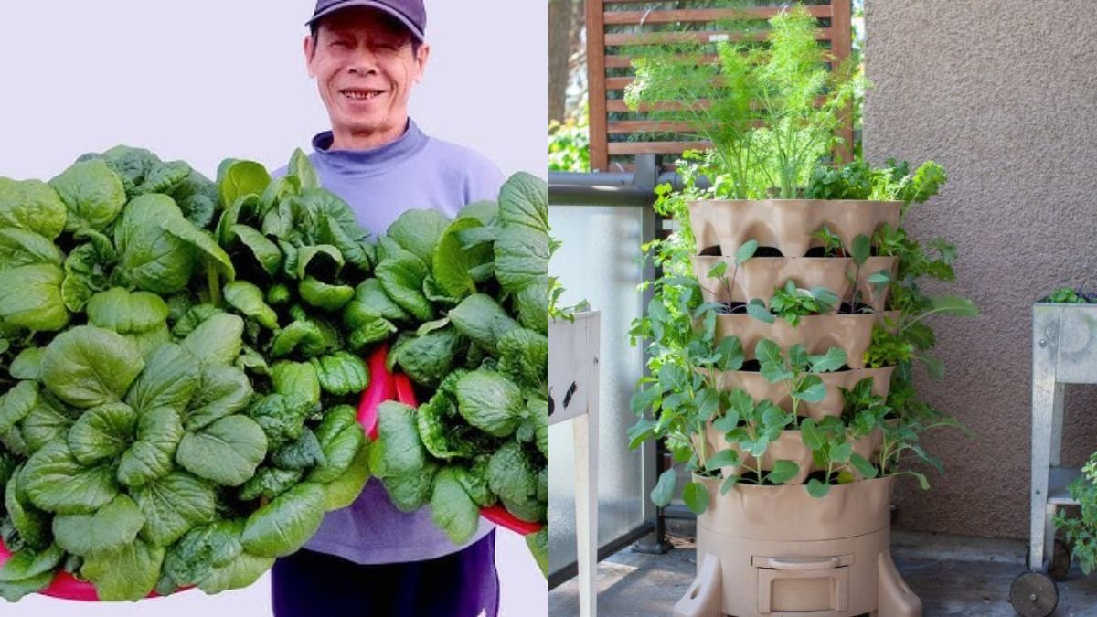 Amazing Balcony Vegetable Garden — Perfect Hanging Garden for Small Spaces