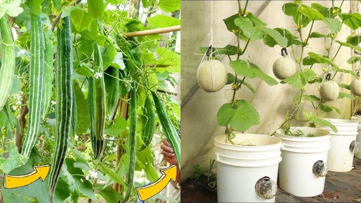 How to Grow Japanese Melon at Home with Lots of Fruit — Easy for Beginners