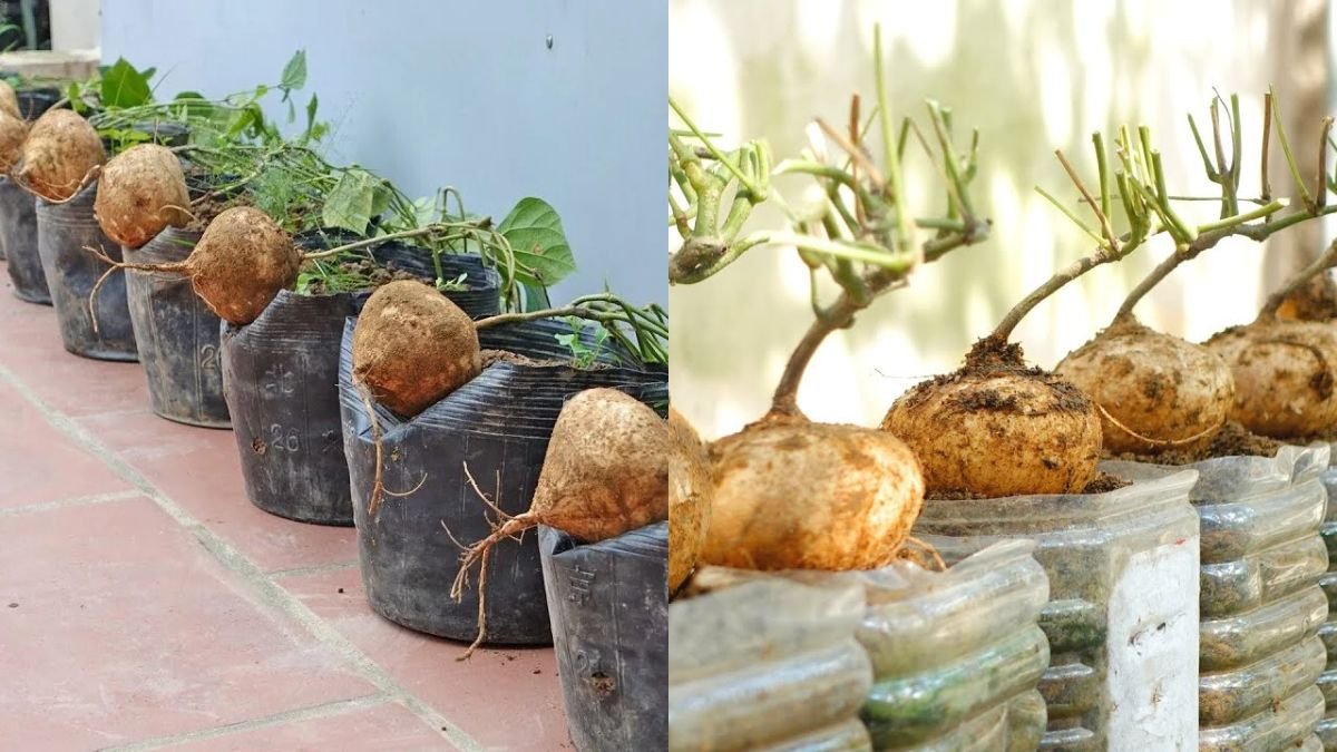How to Grow Jicama at Home for Big and Sweet Tubers — Easy Guide for Beginners