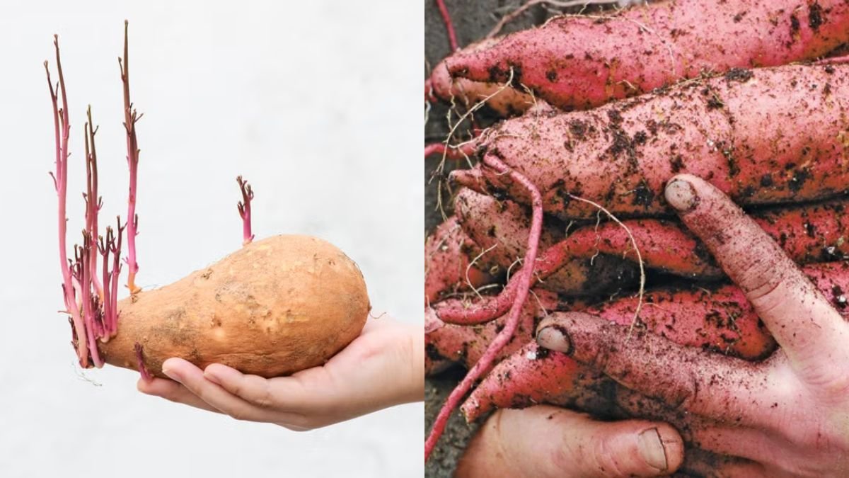 How to Grow Sweet Potatoes at Home for Lots of Tubers — Easy Beginner Guide