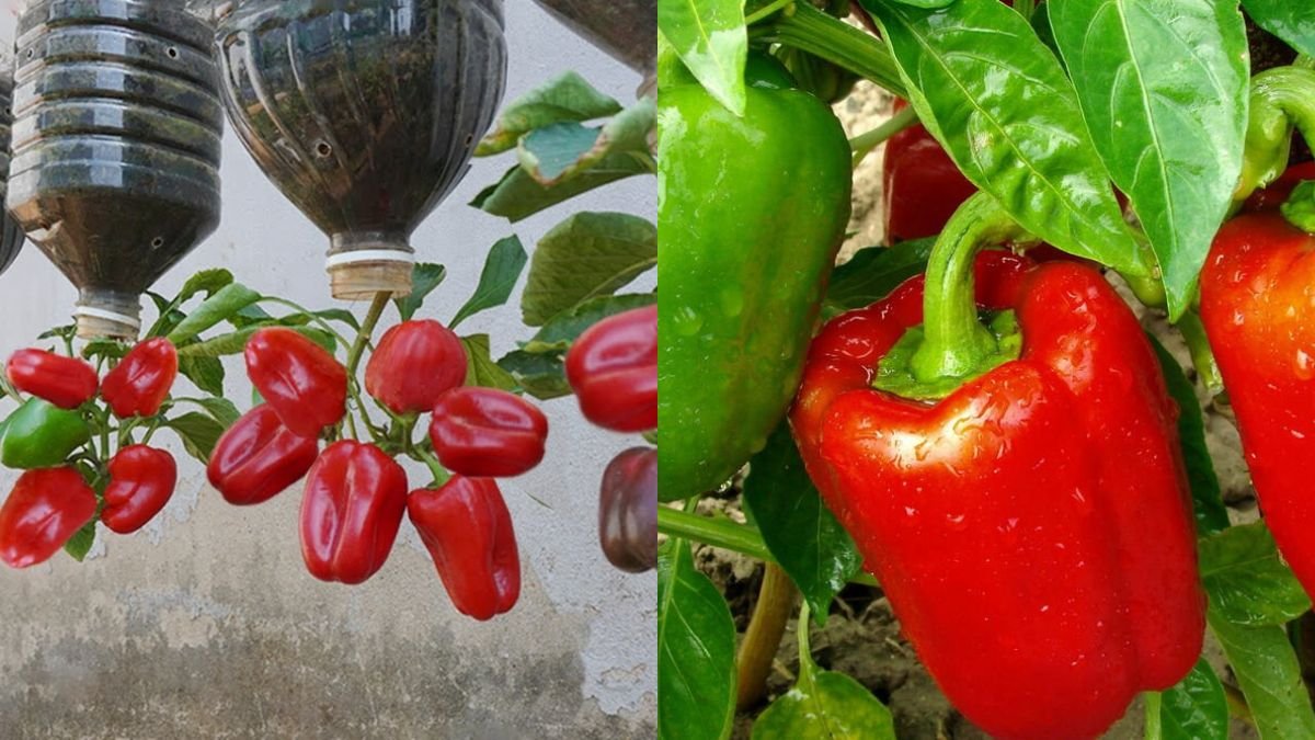 Amazing Idea | The Way I Have Used to Make Chili Peppers Produce Many Fruits