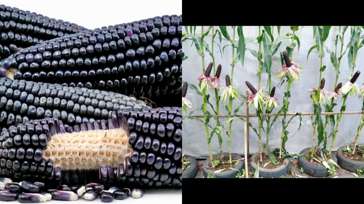 Growing Queen Corn on the Balcony | Dark Corn, Specialty Black Corn