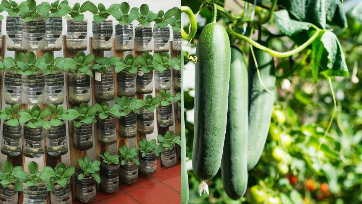 Grow Vegetables Without a Garden — Simple Home Solutions for Family Food