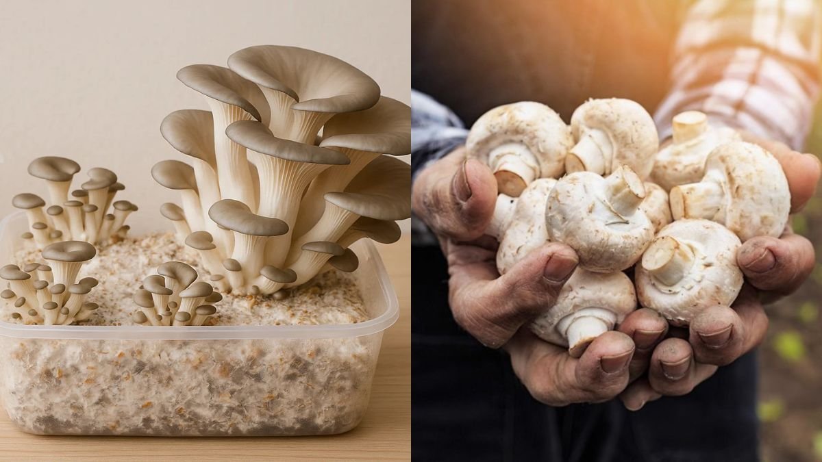 How to Grow Mushrooms at Home for Continuous Harvest for 3 Months