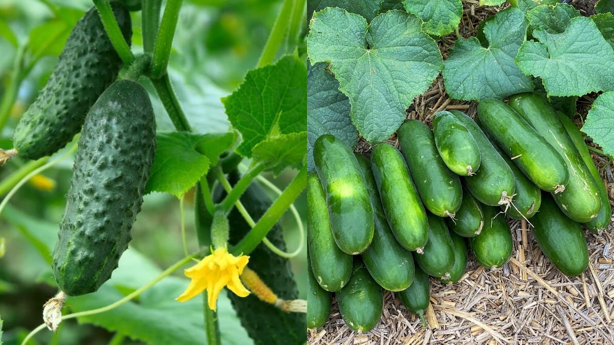 Amazing Space-Saving Cucumber Gardening at Home — Big Harvests From Small Areas