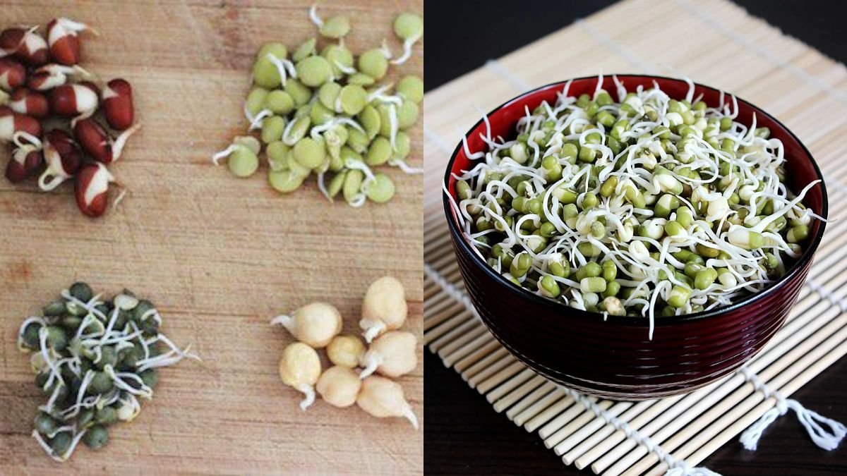 Quick & Easy Way to Grow Bean Sprouts at Home — Fresh, Nutritious, and Simple