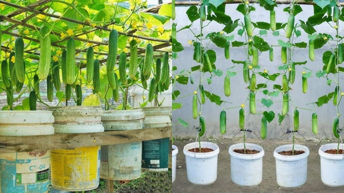 Easiest Way to Grow Cucumbers in a Hanging Garden from Seeds