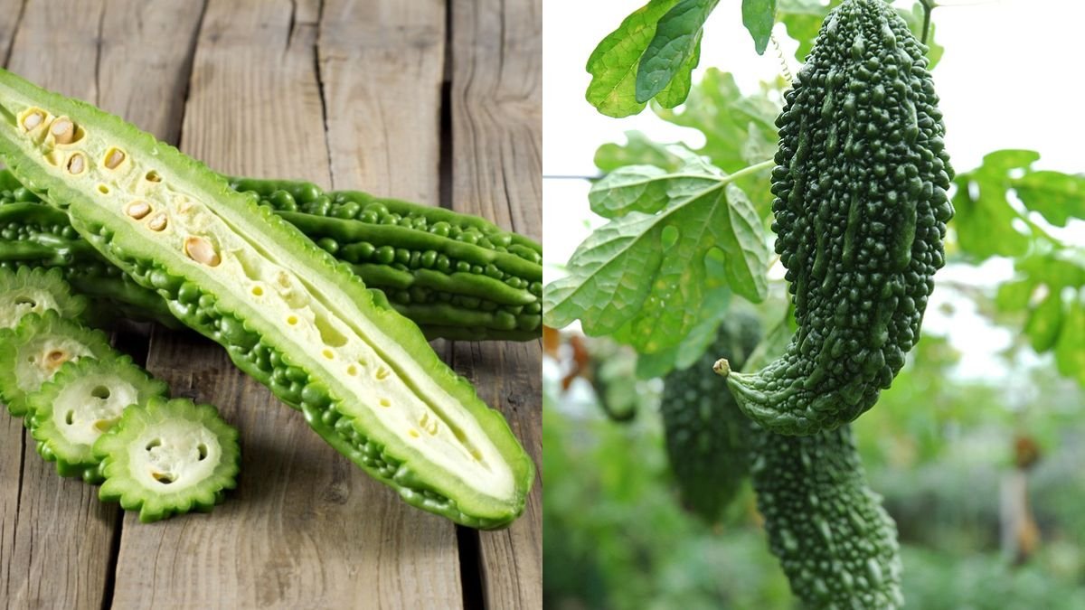How to Grow Bitter Melon with Many Fruits — Big, Long Fruits at Home