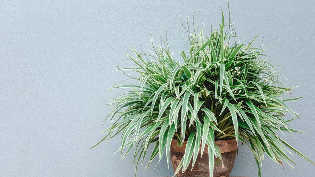 Did You Know Spider Plants Can Bloom? 3 Tips to Encourage Spring Flowers