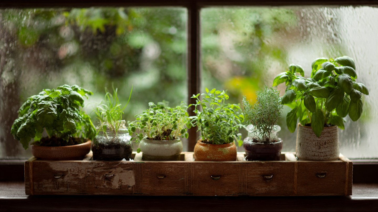 How to Create a Mini Herb Garden on Your Window Sill