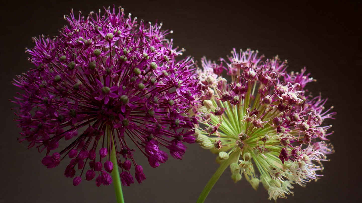Why Should You Plant Alliums for a Designer Look?