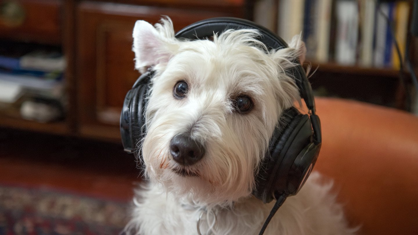 How Pets Understand Tone and Emotion in Human Voices