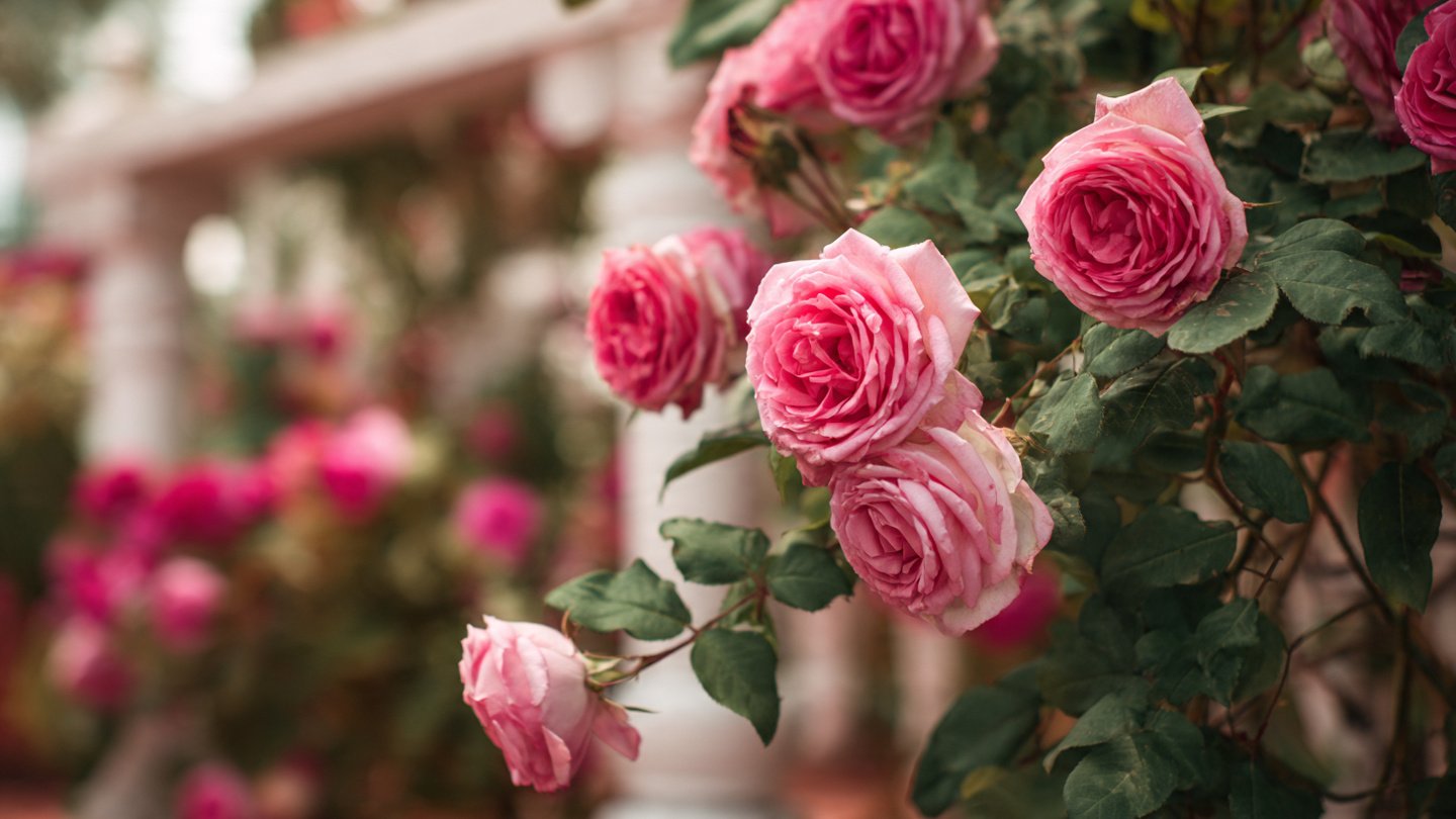How to Use Bone Meal to Boost Balcony Rose Blooms