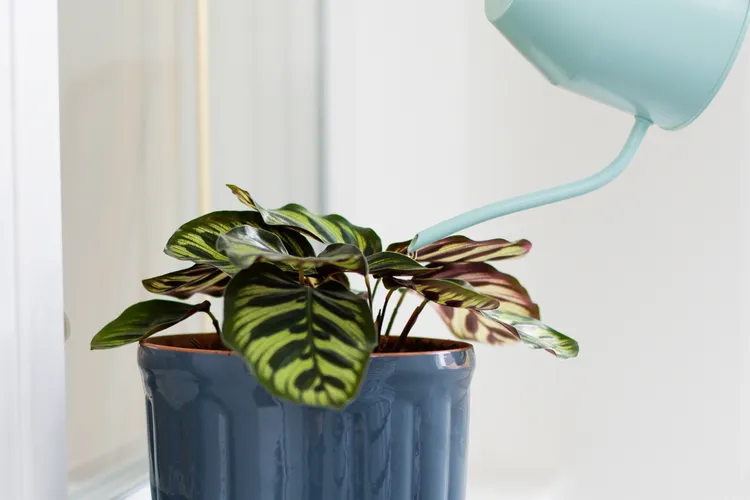 5 Houseplants That Struggle with Tap Water (and How to Keep Them Thriving)