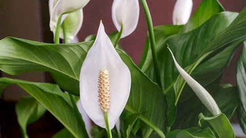 The Kitchen Waste That Can Help Your Peace Lilies and Orchids Bloom Like Never Before