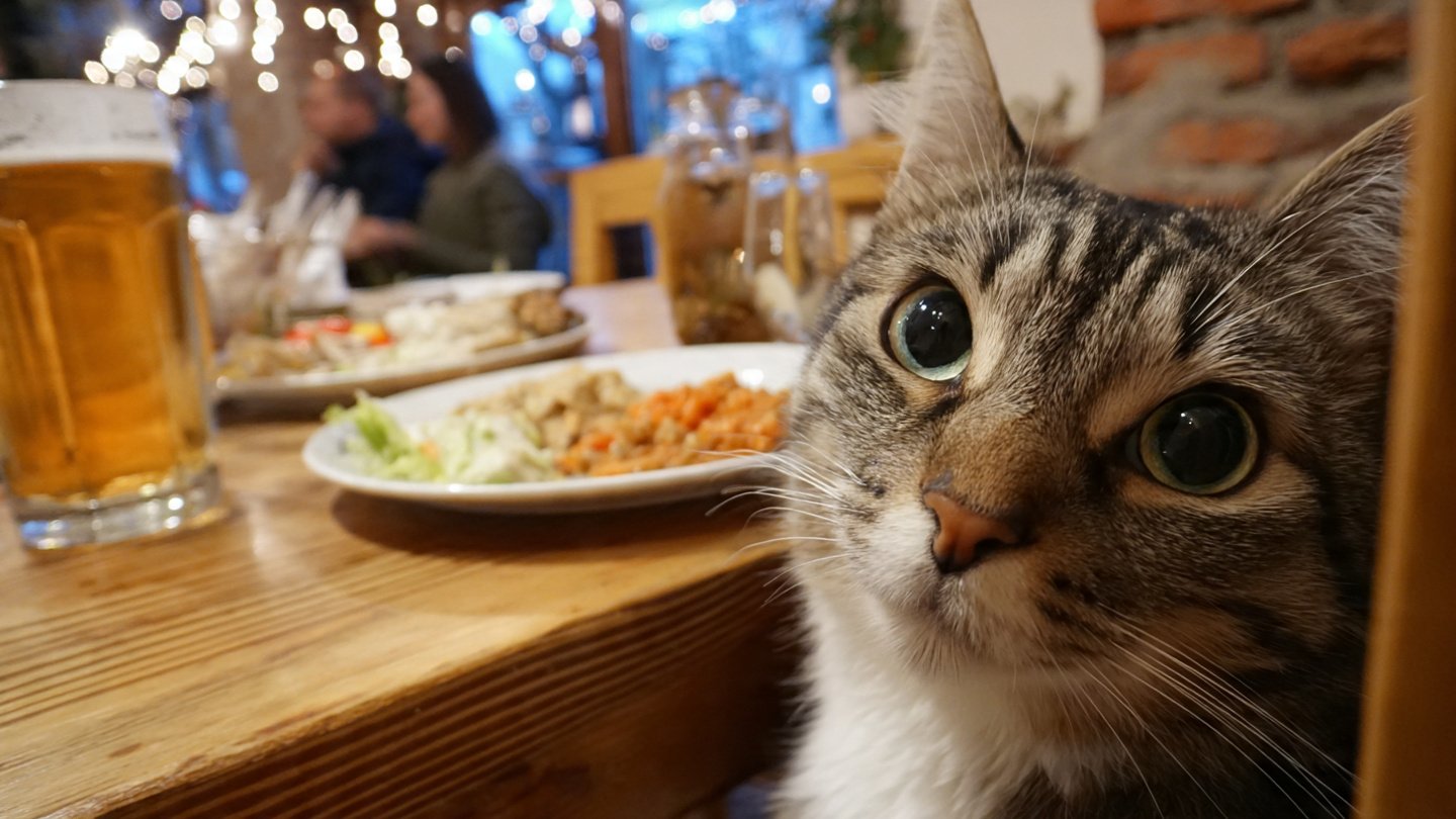 Why Your Pet Stares While You Eat and What It Means