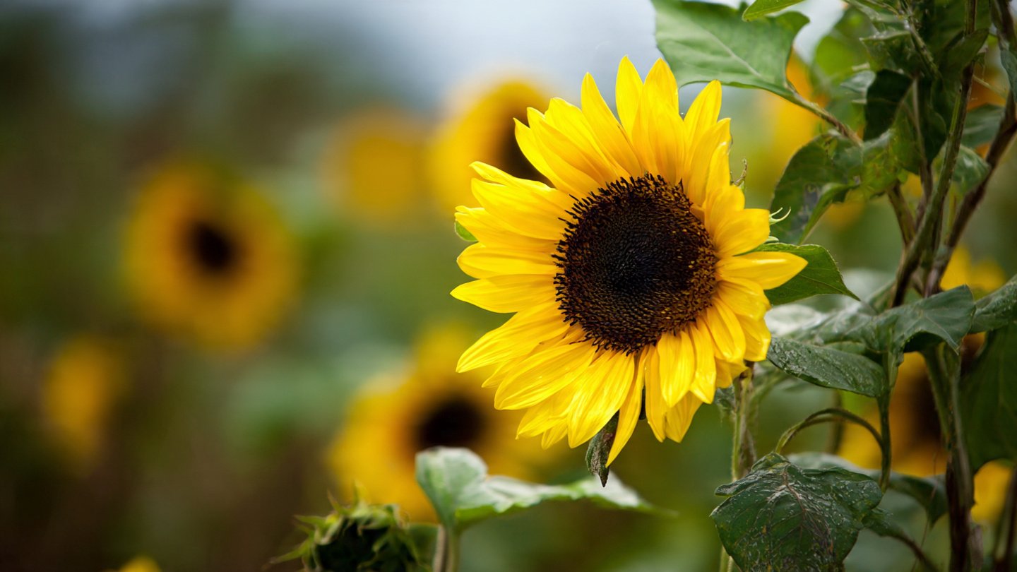 How Planting Sunflowers Can Transform Your Garden into a Haven for Wild Birds