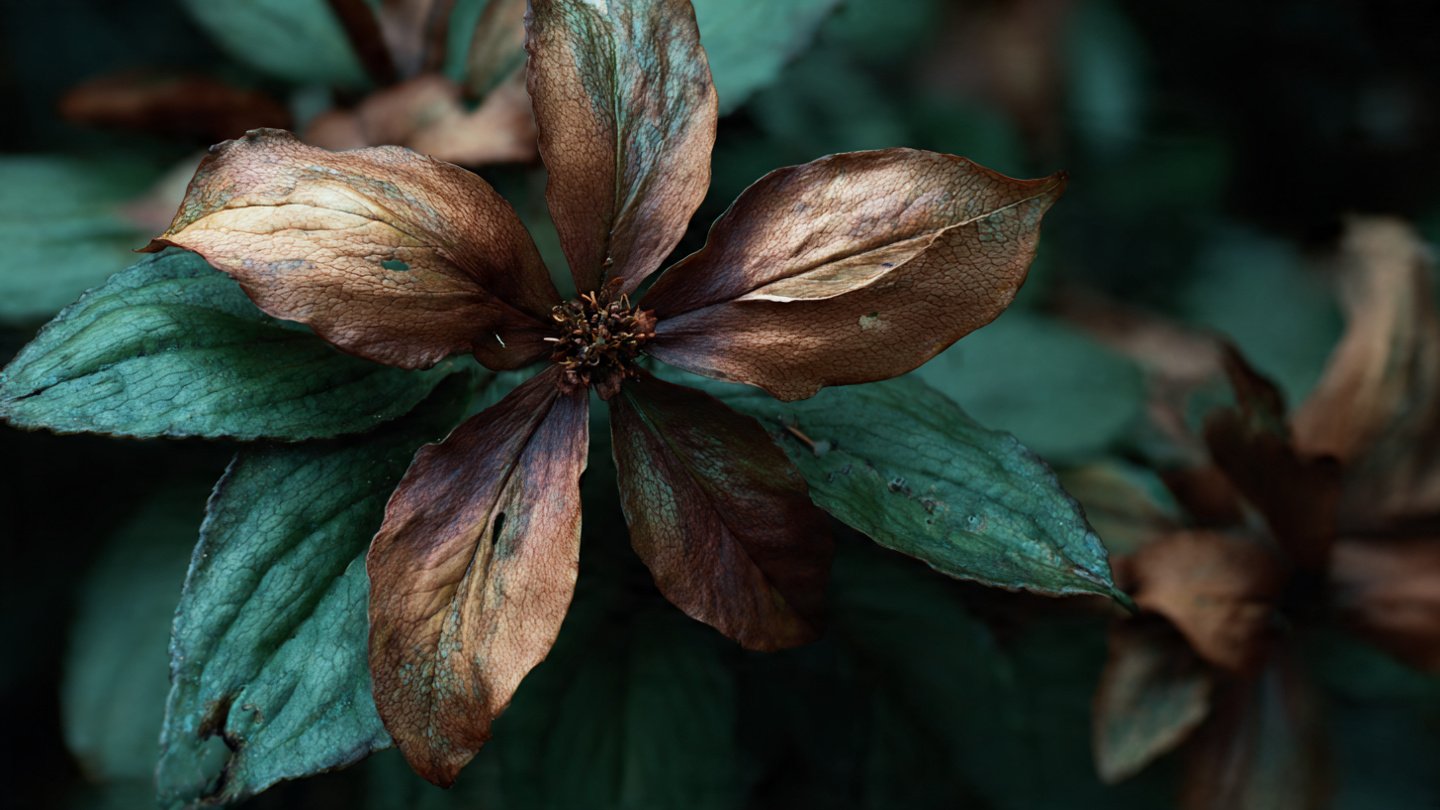 How Can You Prevent Flower Leaves From Turning Brown?