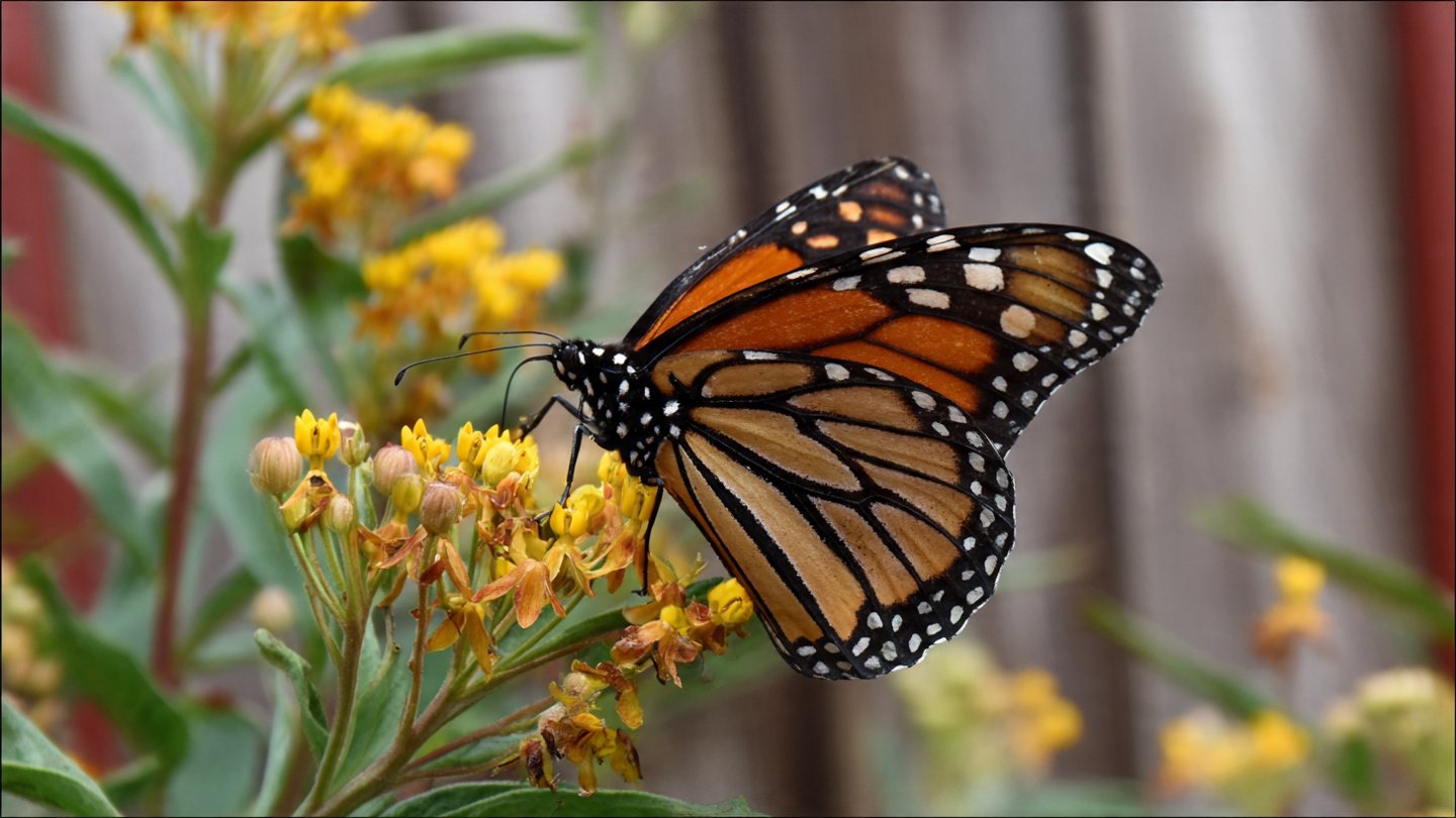 How Can Proper Pollination Transform Your Vegetable Garden?