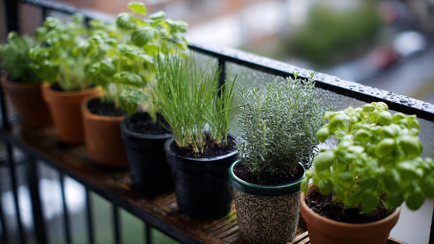 How Can You Successfully Grow Your Own Herbs in a Small Balcony Pot?