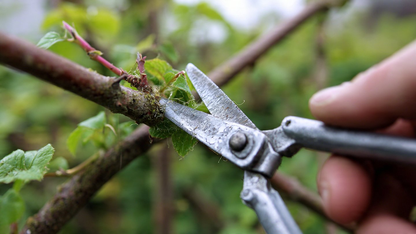 How to Trim Dead Ends and Promote Healthy Plant Growth