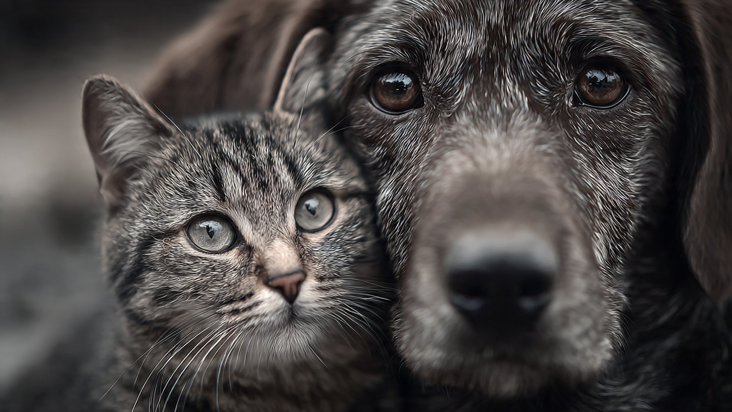 Understanding Pet Jealousy Why Dogs and Cats Show Signs of Envy